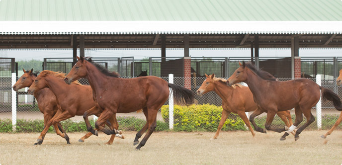 Villoo Poonawalla Greenfield Farm